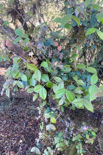 Los frutos de Myrcianthes pungen son comestibles y muy llamativos