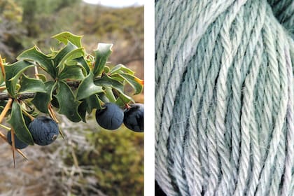 Los frutos del calafate son esféricos, carnosos, jugosos y de color violeta oscuro. Manchan la boca y manos cuando se los consume.