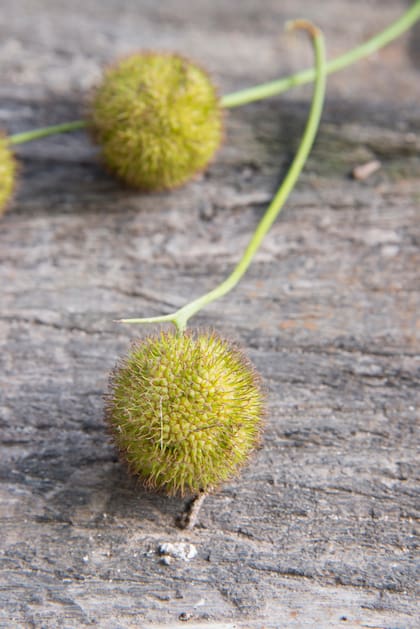 Los frutos del plátano se liberan en primavera, sus diminutos filamentos pueden causar irritación en las vías respiratorias, los ojos o la piel