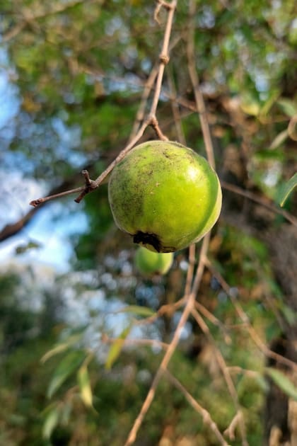 Los frutos del ubajay tienen un sabor ligeramente ácido y una textura jugosa