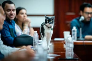Los funcionarios indican que la gata cambió positivamente el entorno laboral