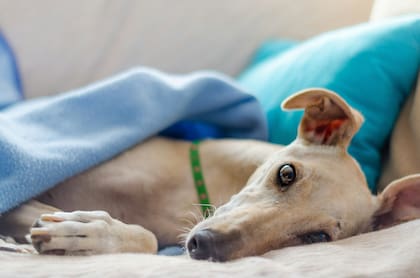 Los galgos se adaptan fácil a la vida en casa