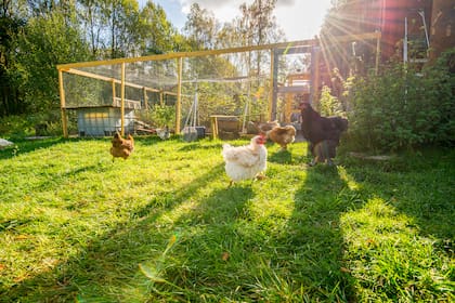 Los gallineros están de moda entre las celebrities de Hollywood