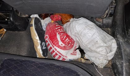 Los gallos eran transportados en bolsas de arpillera (Foto: argentina.gob.ar)
