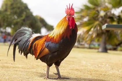 Los gallos están prohibidos en Nueva York para preservar su integridad y la de las personas