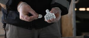 Productores presentan recursos contra la identificación electrónica obligatoria del ganado y no descartan ir a la Justicia