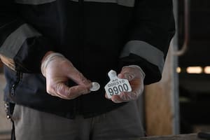 Productores presentan recursos contra la identificación electrónica obligatoria del ganado y no descartan ir a la Justicia