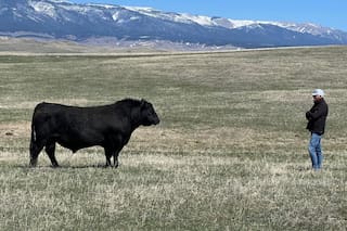 En Estados Unidos marcaron un camino hacia las vacas de bajo costo en la emisión de metano
