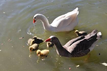 Los gansos bebés del Parque Centenario llevaron ternura a las redes sociales