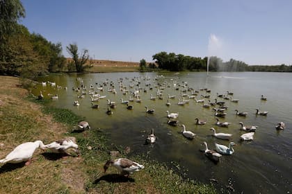 Los gansos conviven con diferentes aves en la laguna que tiene 2.5 hectáreas