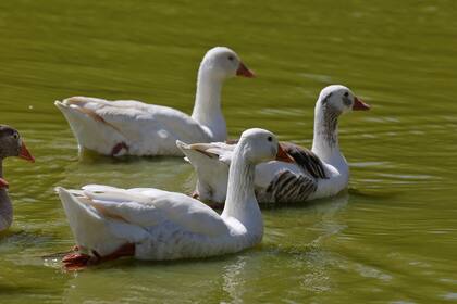 Los gansos se organizan en grupos pequeños que tienen un macho alfa
