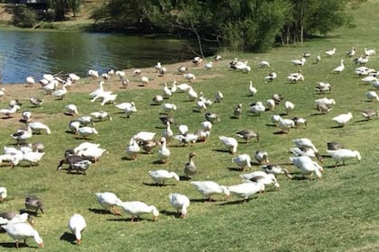 Los gansos también serán ubicados en otras granjas y reservas