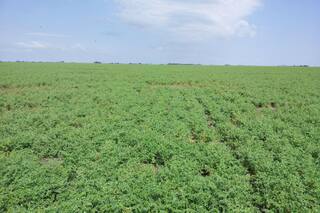 Inoculación: una práctica que articula el abordaje al sistema y los rendimientos