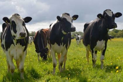 Los gases de las vacas son muy dañinos para el medio ambiente