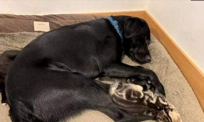 Los gatitos fueron encontrados en la calle con tan solo dos semanas de vida. Fuente: TEAMDOGS