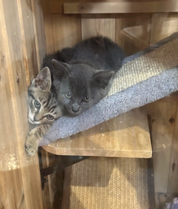 Los gatitos recibieron nombres acordes a su periplo (Foto: The Dodo)