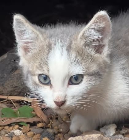 Los gatitos sanaron el corazón de Chloe (Foto: @chloeshayden)