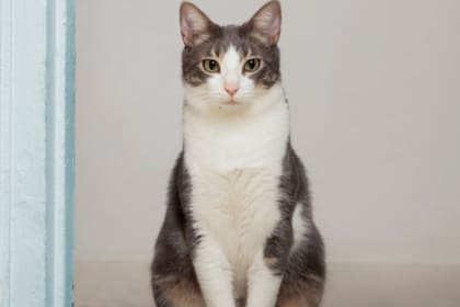 Los gatos acuden a las plantas para purgarse