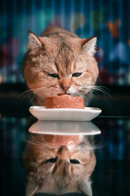 Los gatos adultos pueden estar varios días sin comer, siempre y cuando tengan agua