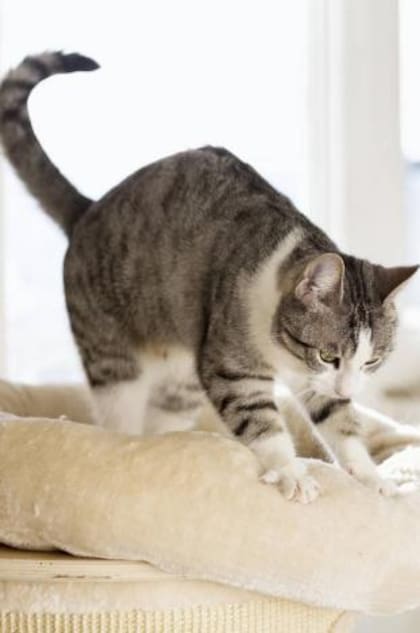 Los gatos amasan en el regazo de personas a los que les tienen cariño