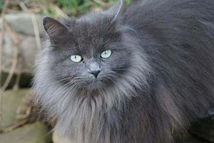 Los gatos ancianos pueden sufrir problemas articulares