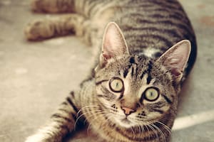 Los gatos atigrados son reconocidos por la M que llevan dibujada en su frente