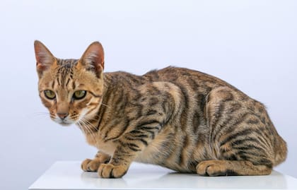 Los gatos bengalíes, al ser una cruza con gatos monteses, preservan muchas conductas salvajes