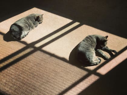 Los gatos buscan el calor a través de la luz solar