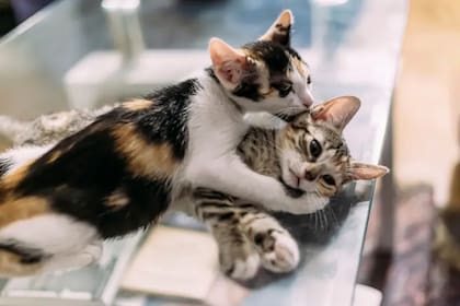 Los gatos calicó y carey con colores mixtos tienen más probabilidades de ser hembras