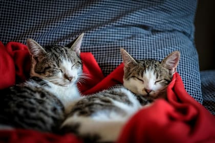 Los gatos con un pelaje fino son los que más sufren las bajas temperaturas