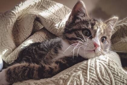 Los gatos crecen hasta los tres años (Foto Pexels)