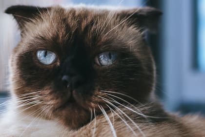 Los gatos cuentan con bigotes en el rostro y en la zona trasera de las patas (Foto Pexels)