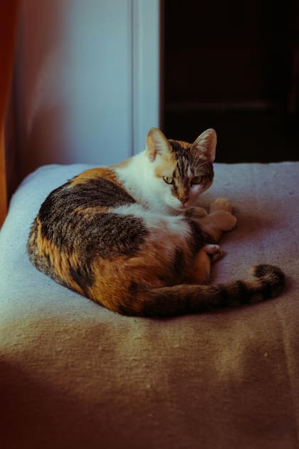 Los gatos doloridos pueden volverse más agresivos