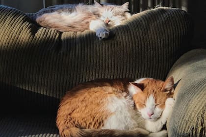 Los gatos domésticos pueden llegar a dormir hasta 16 horas (imagen ilustrativa)