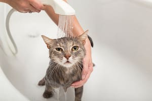 Por qué a los gatos no les gusta bañarse con agua