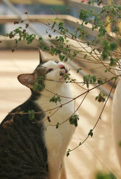 Los gatos encuentran ciertos olores particularmente desagradables, muchos de los cuales pueden estar presentes en nuestros hogares