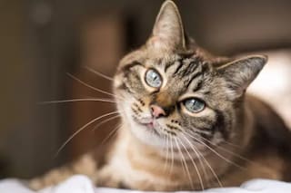 Por qué convivir con un gato es bueno para la salud