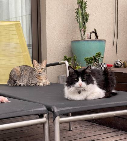 Los gatos forman parte del hotel y a los huéspedes les encanta compartir tiempo con ellos.