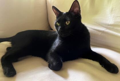 Los gatos fueron venerados por los antiguos egipcios, tanto que fueron momificados y colocados en pequeños sarcófagos