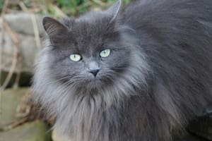 Los gatos grises son considerados una "raza exótica" por sus comportamientos