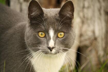 Los gatos habrían comenzado a consumir pescado en el Antiguo Egipto (imagen ilustrativa)