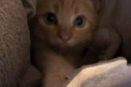 Los gatos naranjas suelen ser muy sociables y extrovertidos, así como activos y juguetones (Foto: TikTok @nachoserritella)