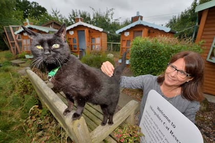 Los gatos necesitan cuidados para estar felices al final de su vida: el hogar les proporciona estas comodidades