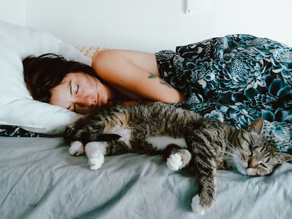 Los gatos necesitan un lugar tranquilo y protegido para dormir