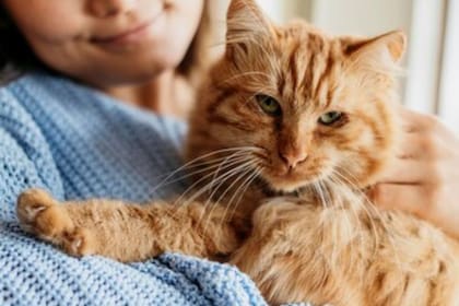 Los gatos no les gusta el contacto físico y menos con personas desconocidas