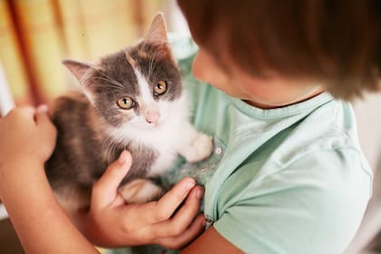 Los gatos no perciben a los humanos como seres distintos, sino como “versiones gigantes” de sí mismos