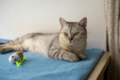 Los gatos no pueden permanecer más de 24 horas solos en casa