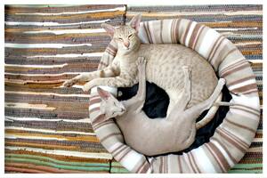 Los gatos orientales destacan por su elegancia y personalidad única