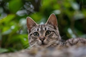 Los gatos poseen un sentido del olfato sumamente desarrollado