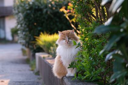 Los gatos prefieren enfrentar los retos solos